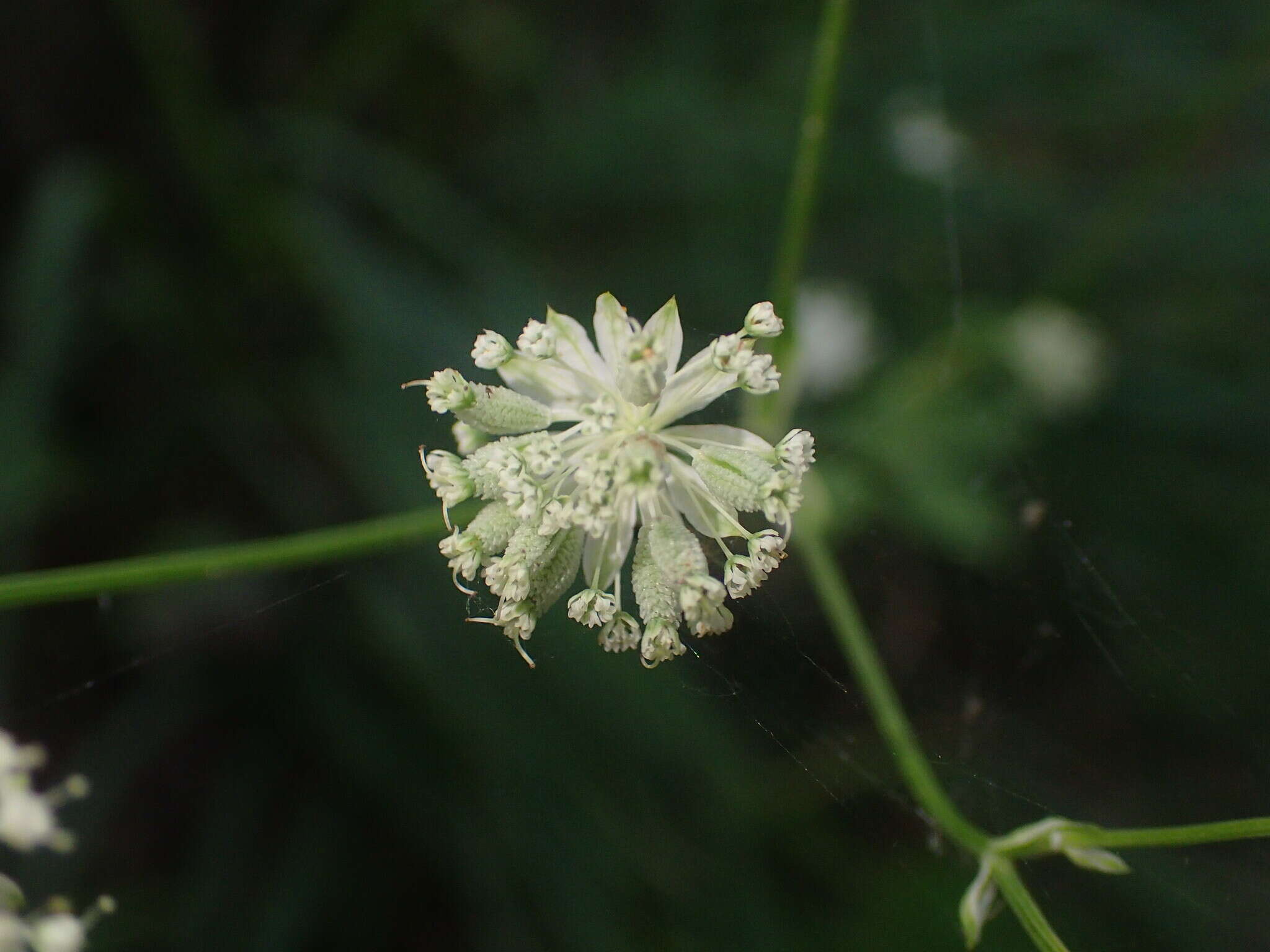 Imagem de Astrantia carniolica Jacq.