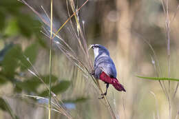 Image of Lavender Waxbill