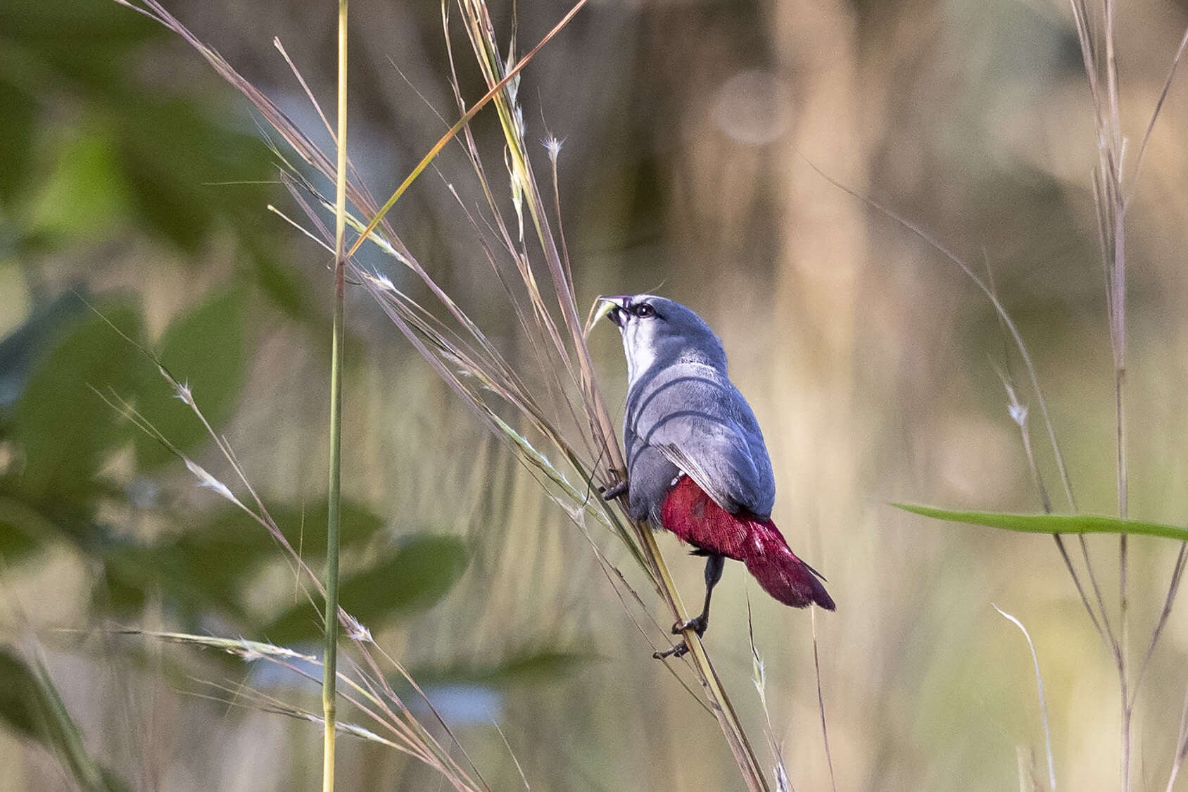 Image of Lavender Waxbill