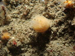 Image of short bladder horny sponge