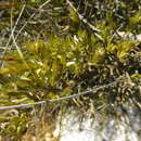 Image of Amphithalea violacea (E. Mey.) Benth.