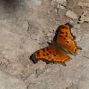 Слика од Polygonia g-argenteum Doubleday (1848)