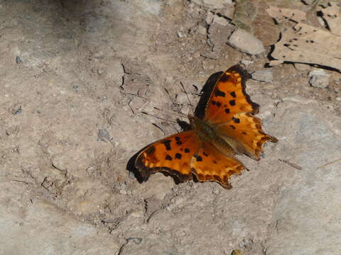 Image of Polygonia g-argenteum Doubleday (1848)