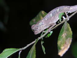 Image of Amber Mountain Leaf Chameleon