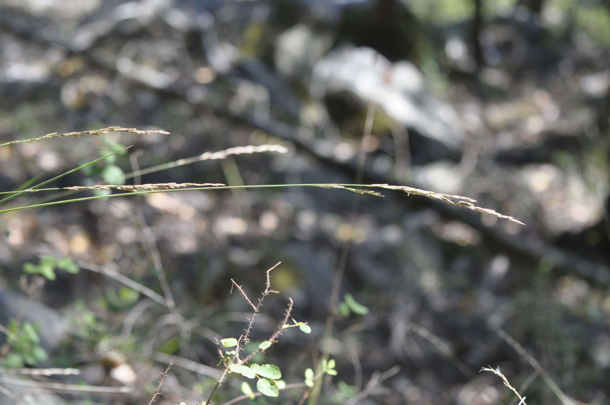 Melica harfordii Bol. resmi