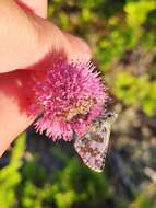 Image of large grizzled skipper