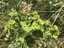 Image of Euphorbia salicifolia Host