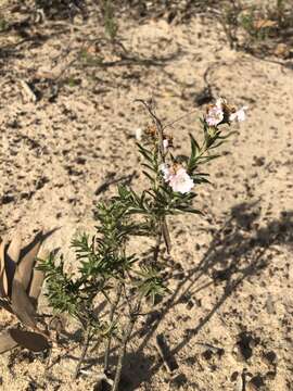 Image of Lobostemon glaber (Vahl) Buek