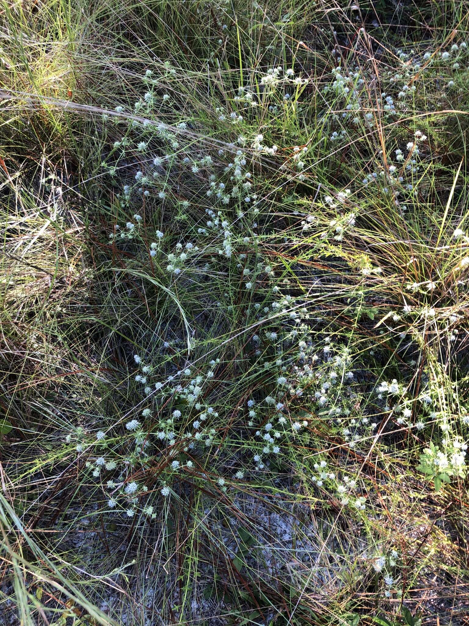 Eryngium aromaticum Baldw. resmi