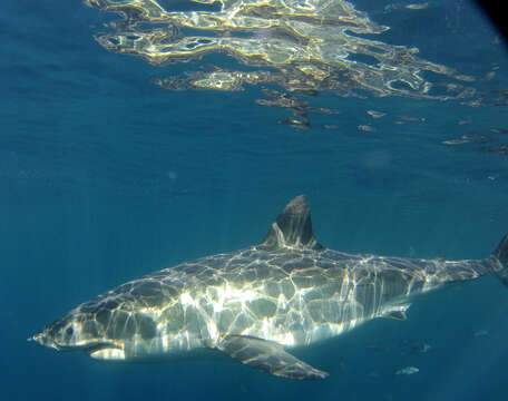 Image of Carcharodon