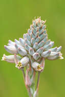 Image of Aloe minima Baker