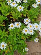 Image of Argyranthemum pinnatifidum subsp. montanum Rustan