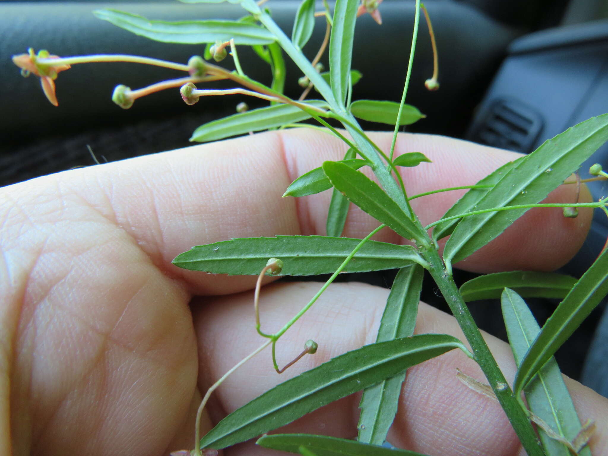 Image of dwarf euonymus