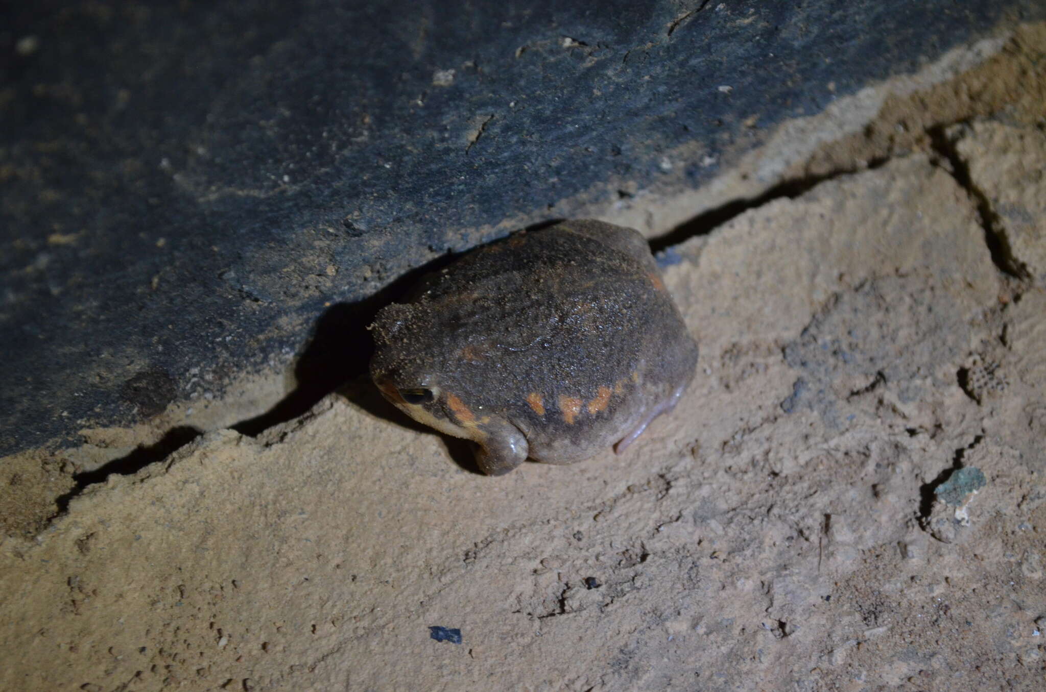 Image of Power’s Rain Frog