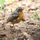 Image of Mountain Robin-Chat