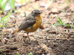 Image of Mountain Robin-Chat