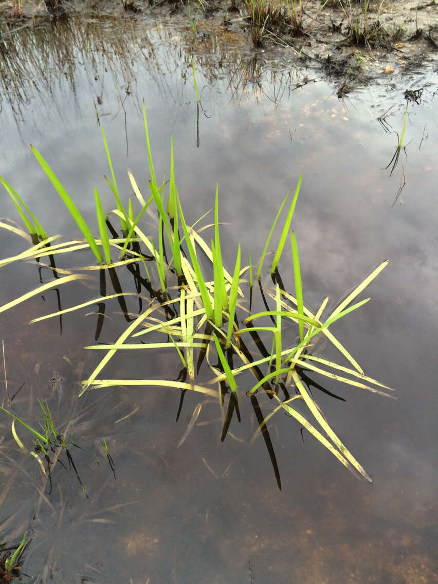 Image de Sparganium americanum Nutt.