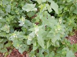 Слика од Lamium moschatum Mill.