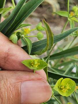 Слика од Euphorbia biumbellata Poir.