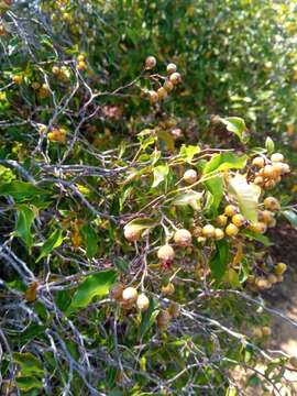 Image of Leptolaena cuspidata Baker