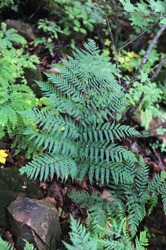 Image of Dryopteris goeringiana (G. Kunze) Koidz.