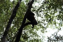 Image of Poeppig's Woolly Monkey