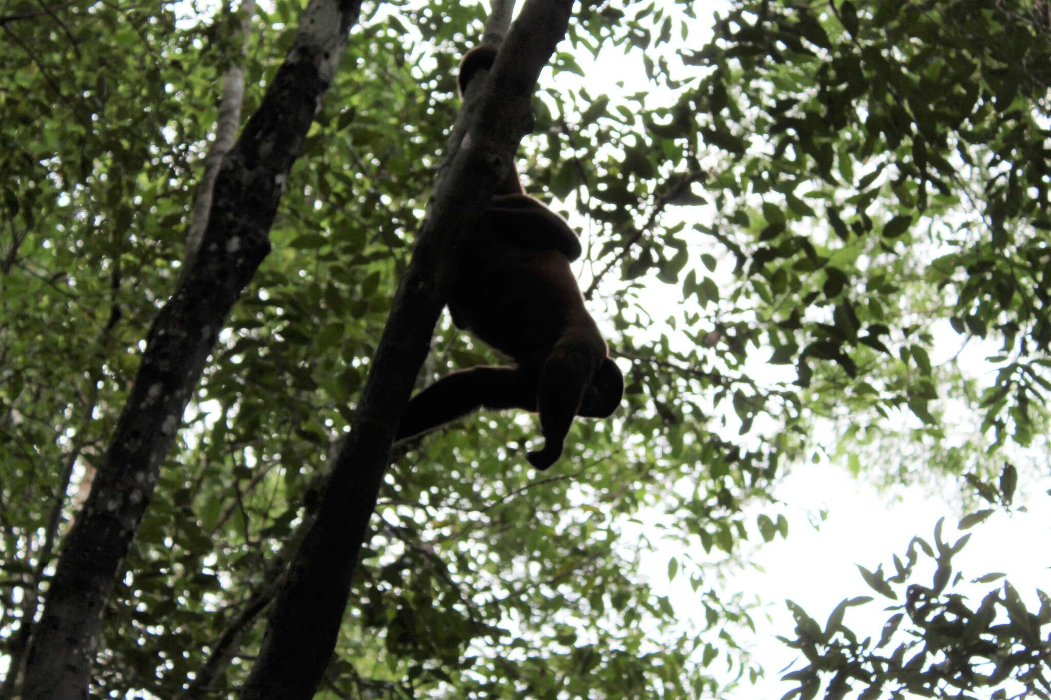 Image of Poeppig's Woolly Monkey