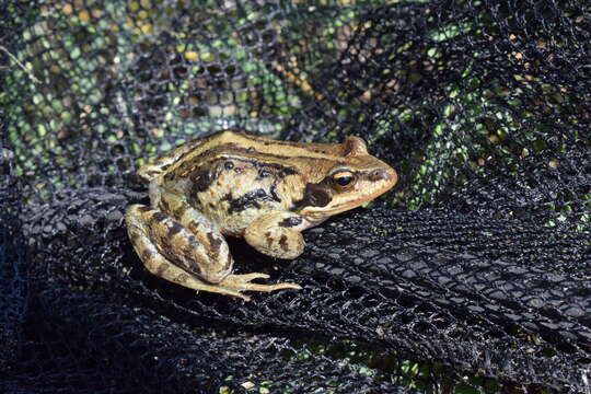 Image of Amur Brown Frog