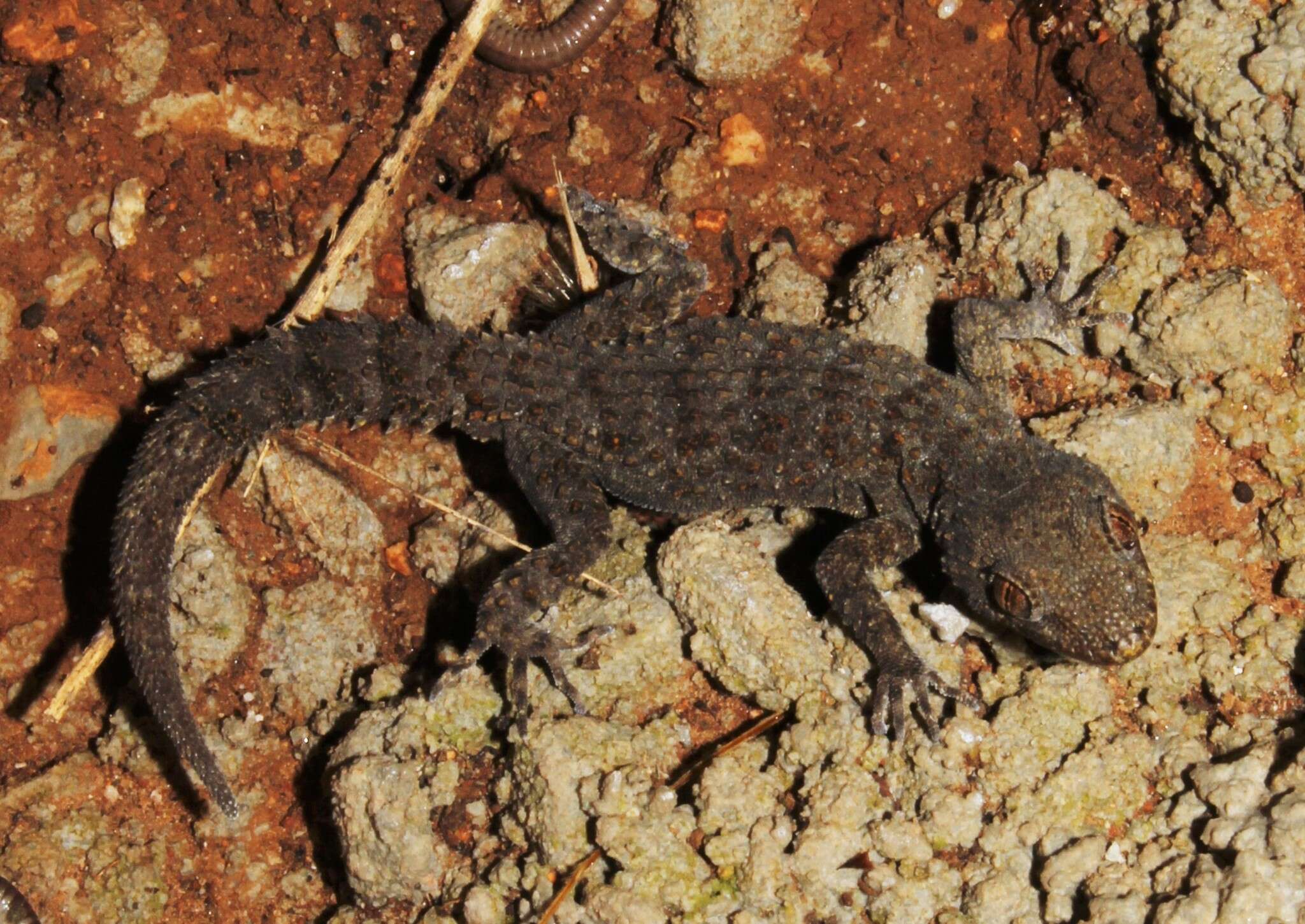 Image of Mediodactylus kotschyi bibroni (Beutler & Gruber 1977)