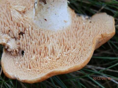 Image of Hydnum aerostatisporum Buyck, Lewis & V. Hofst. 2017