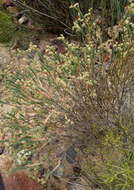 Image of Psammotropha quadrangularis (L. fil.) Fenzl