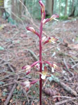 Image of summer coralroot