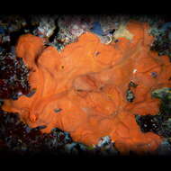 Image of encrusting orange sponge