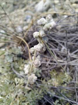 Image of Artemisia alpina Pall. ex Willd.