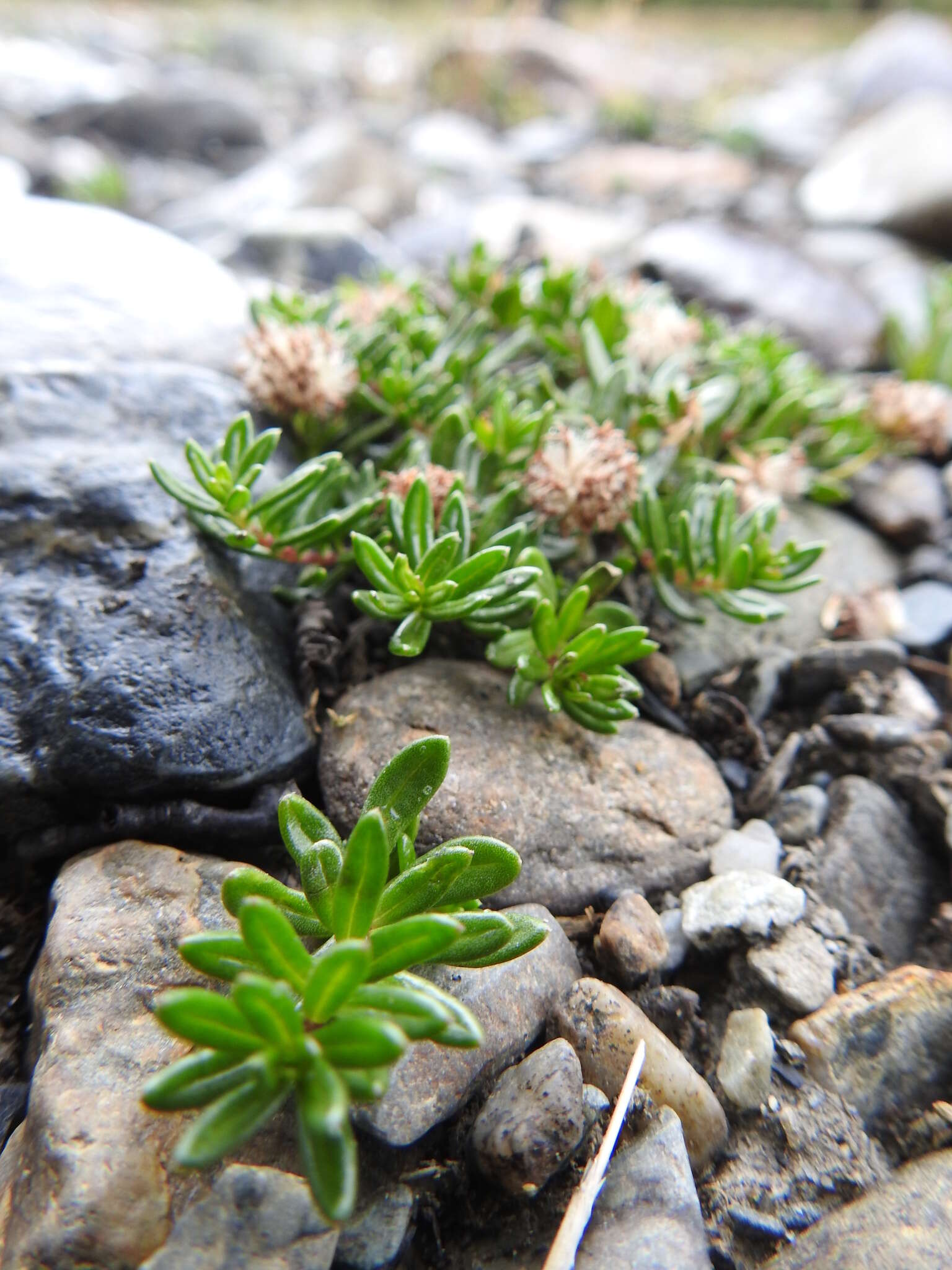 Image of Baccharis nivalis (Wedd.) Sch. Bip.