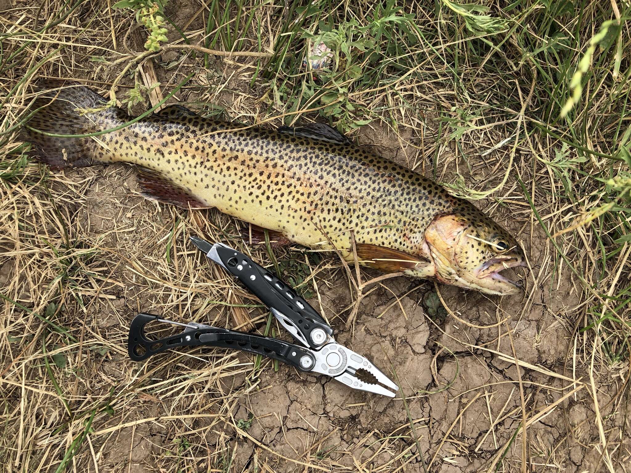 Image de Oncorhynchus apache (Miller 1972)