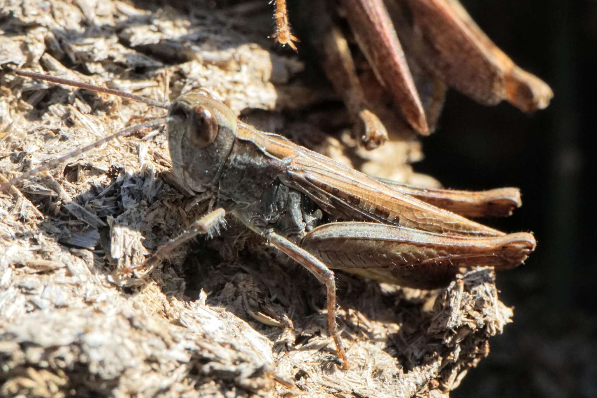 Plancia ëd Chorthippus (Glyptobothrus) mollis subsp. lesinensis (Krauss 1888)