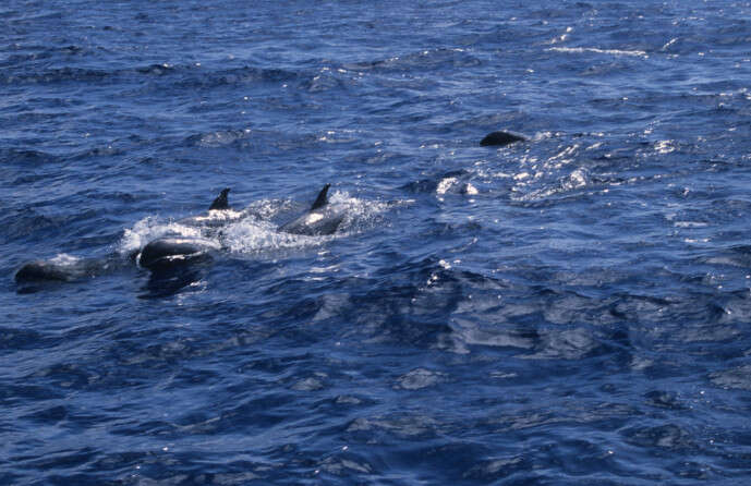 Image of pygmy killer whale