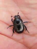 Image of Trypocopris alpinus (Sturm & Hagenbach 1825)