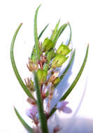 Image of Agathosma pungens (E. Mey. ex Sond.) Pillans