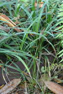 Image of prickly bog sedge