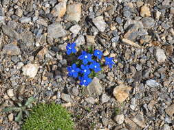 Image of Gentiana terglouensis subsp. schleicheri (Vacc.) Tutin