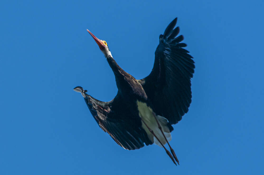 Image of Storm's Stork