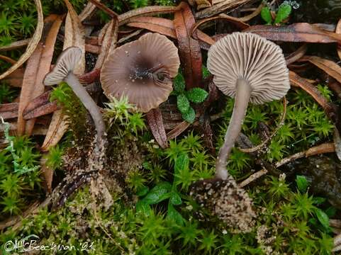 Слика од Clitocybe barbularum (Romagn.) P. D. Orton 1960