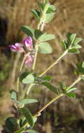 Image of <i>Indigofera alopecuroides</i> var. <i>minor</i> E. Mey.