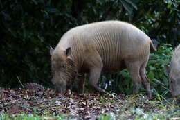 Image of Bearded Pig