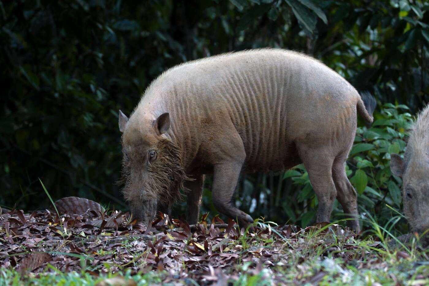 Image of Bearded Pig