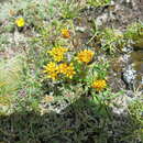 Plancia ëd Saxifraga brachypoda D. Don