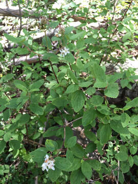 Image of fivepetal cliffbush