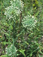 Image of Allium sacculiferum Maxim.